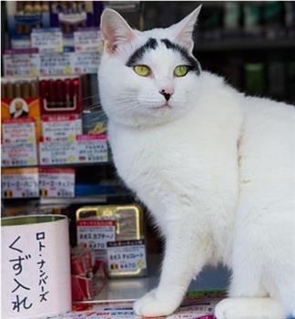 纪实72小时 传说中的赐福猫与商业街在线观看和下载